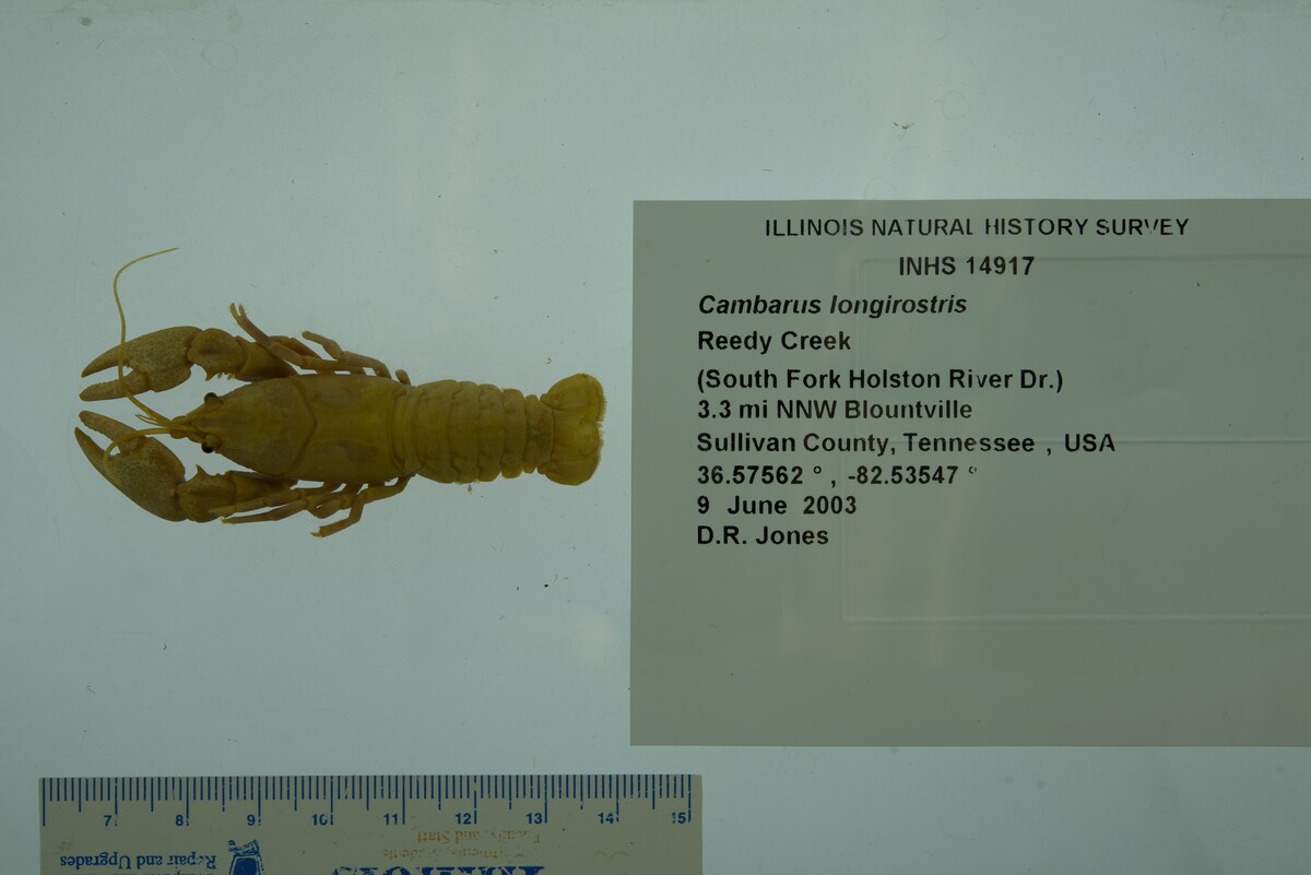 Cambarus longirostris image
